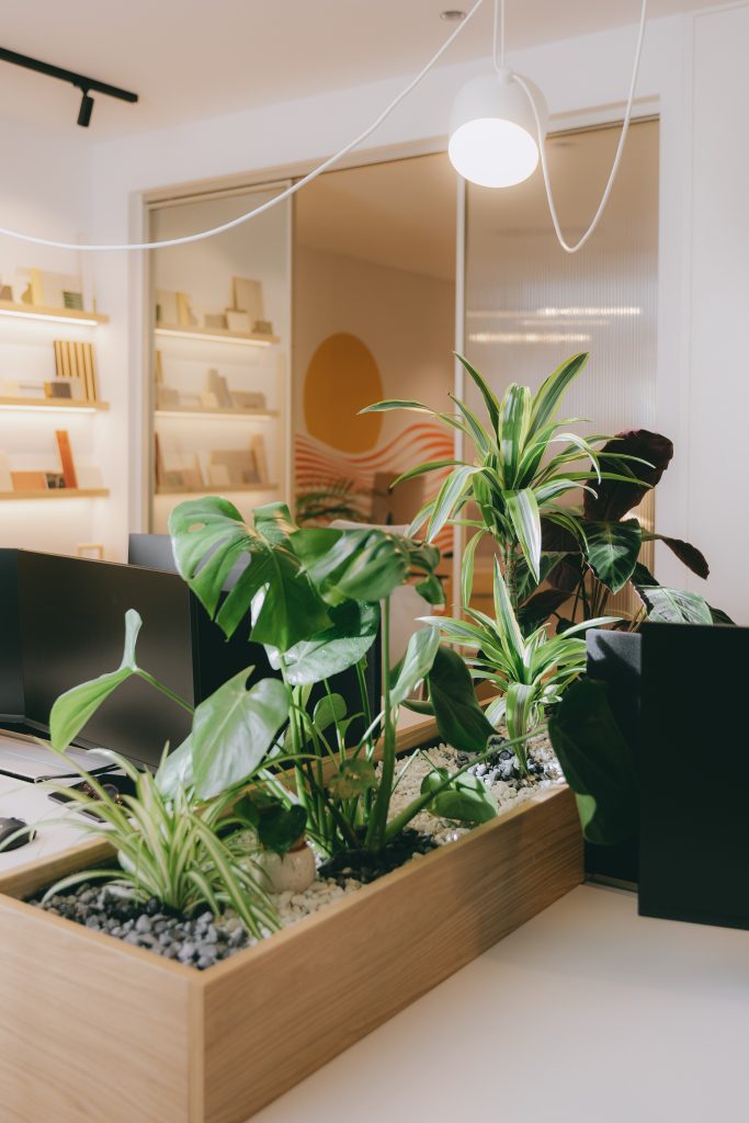 Séparation des bureaux avec des végétaux